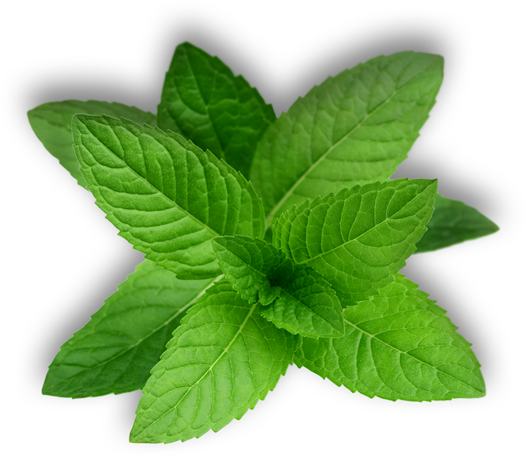 Mint